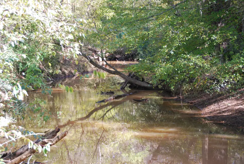 A calm brown creek framed by overhanging green and pale-yellow leaves; a leaning tree trunk dips into the water mid-frame and is mirrored on the surface; a reddish dirt bank on the right; driftwood logs in the lower-left foreground.