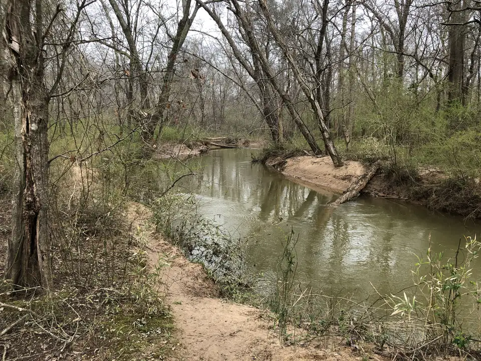 A calm olive-brown creek curves between sandy banks; a leaning fallen trunk lies across a sandbar on the right bank; bare and just-budding trees and green cane line both banks; a sandy footpath in the foreground; overcast sky reflected in the water.