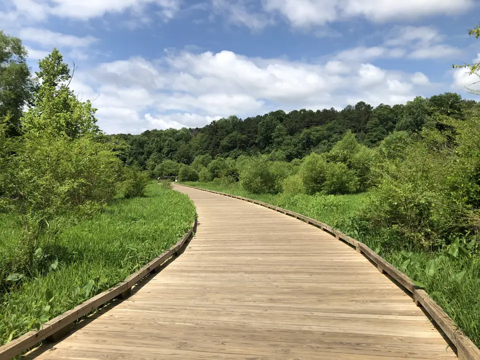A light-wood boardwalk sweeps in an S-curve through lush green marsh grass and shrubs toward a wooded hillside; a small railing structure in the middle distance; blue sky with soft white clouds.