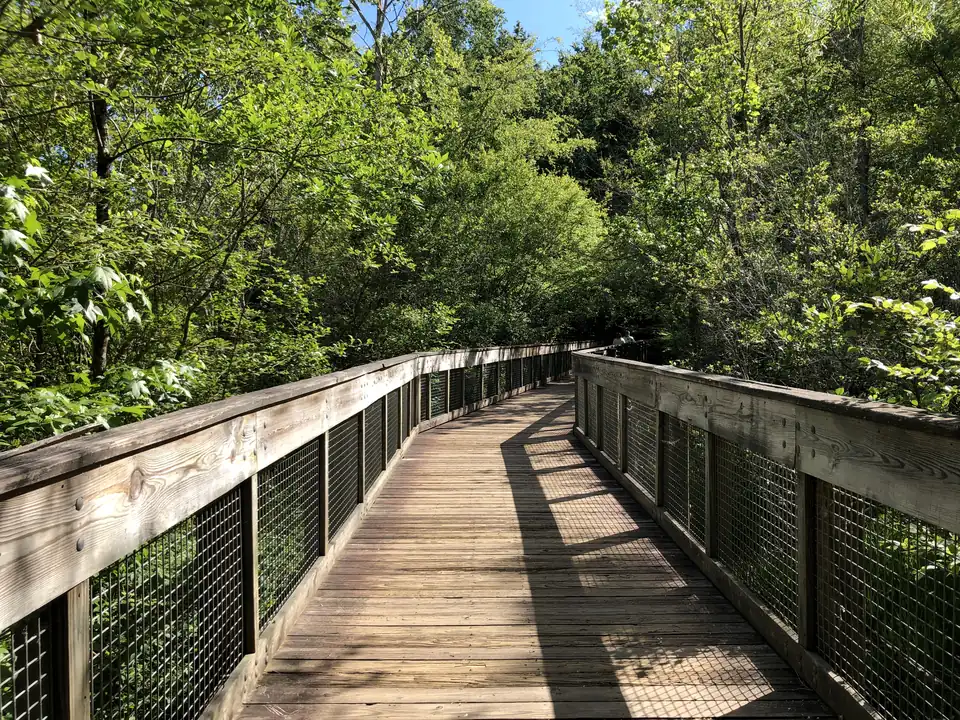 A wooden boardwalk with tall wood railings and wire-mesh panels curves away under a dense canopy of sunlit green leaves; dappled shadows on the planks; two small figures far ahead; patches of blue sky.
