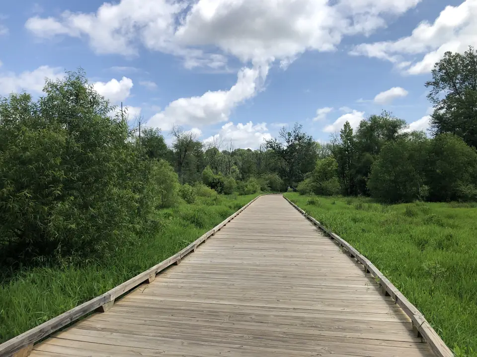 A wide light-wood boardwalk runs straight ahead through tall bright-green grass and willow shrubs toward a line of trees; big white cumulus clouds in a blue sky.