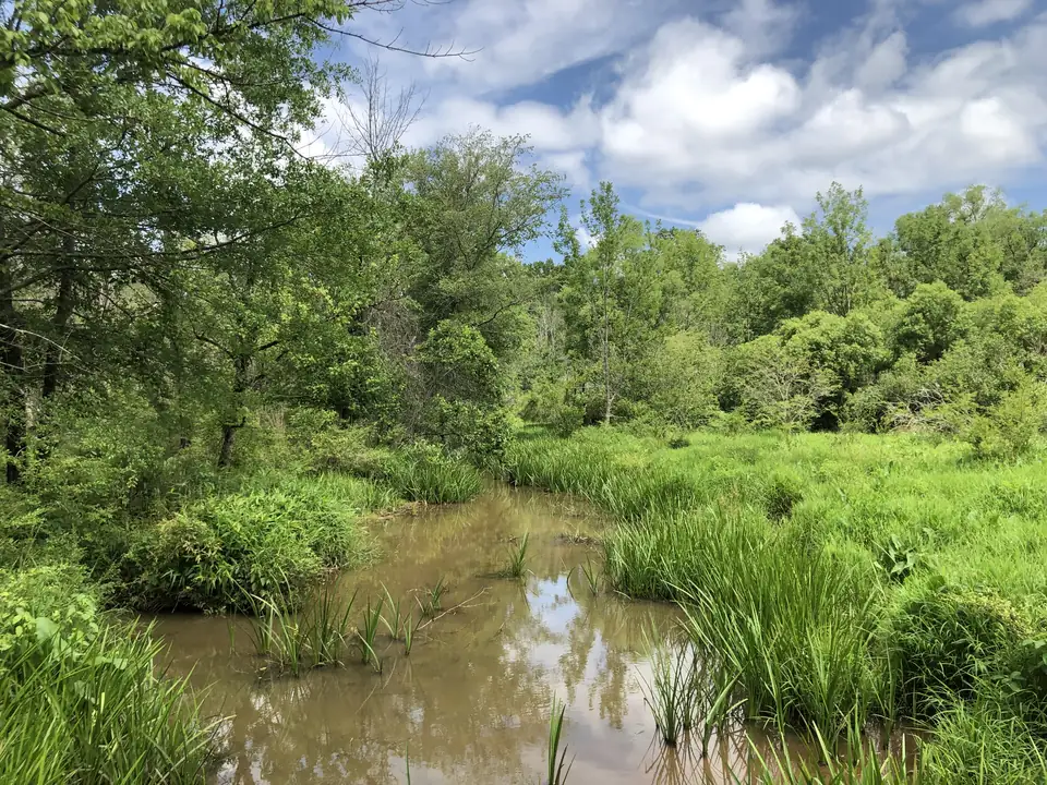 A still brown-water pool with clumps of green reeds in the foreground, bordered by tall grass and leafy trees; blue sky and white clouds reflected on the water.