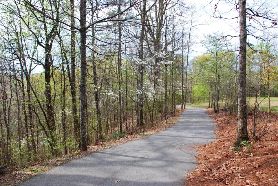 An asphalt path curves through open woodland of slender trees just leafing out, with white-flowering dogwoods in the middle distance; pine straw and fallen leaves on the right bank; a mown grassy field at far right; pale sky.