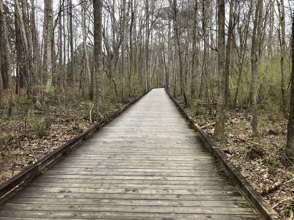 A long straight wooden boardwalk with low rails runs into a forest of tall bare trees with the first pale green leaves; leaf litter on the forest floor; one distant walker in a blue jacket at the far end; overcast sky.