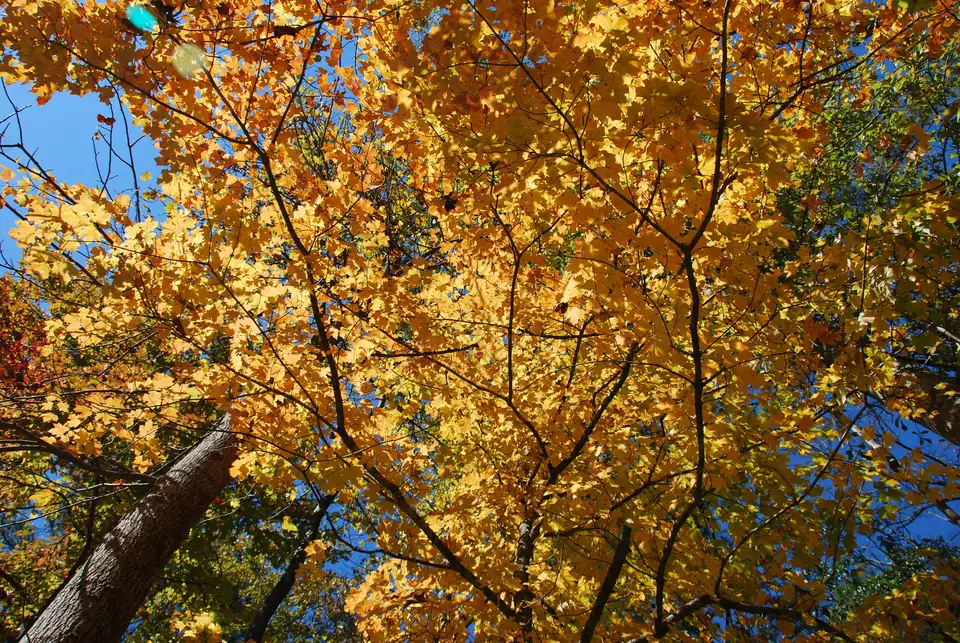 Upward view into a dense canopy of bright golden-yellow maple leaves against a deep blue sky, a tree trunk rising from the lower left; two faint lens-flare spots near the top-left corner.
