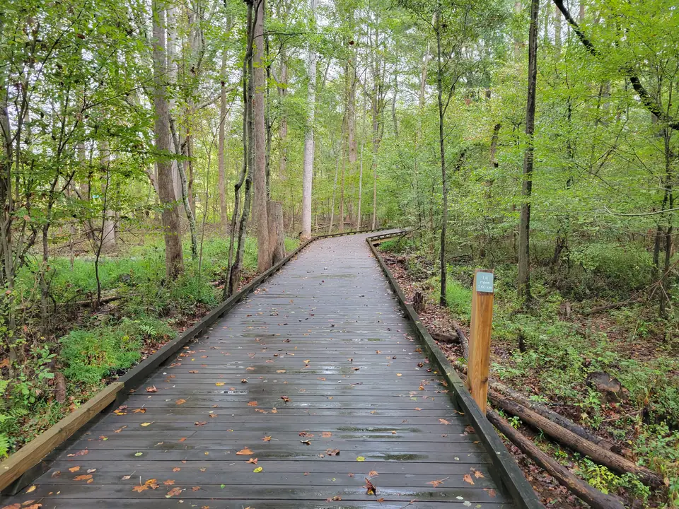 A wet dark-wood boardwalk scattered with fallen orange and yellow leaves curves through green woodland; a wooden post at right carries a sign reading '1.0 miles 1.60 km'; logs lie on the forest floor; soft overcast light.