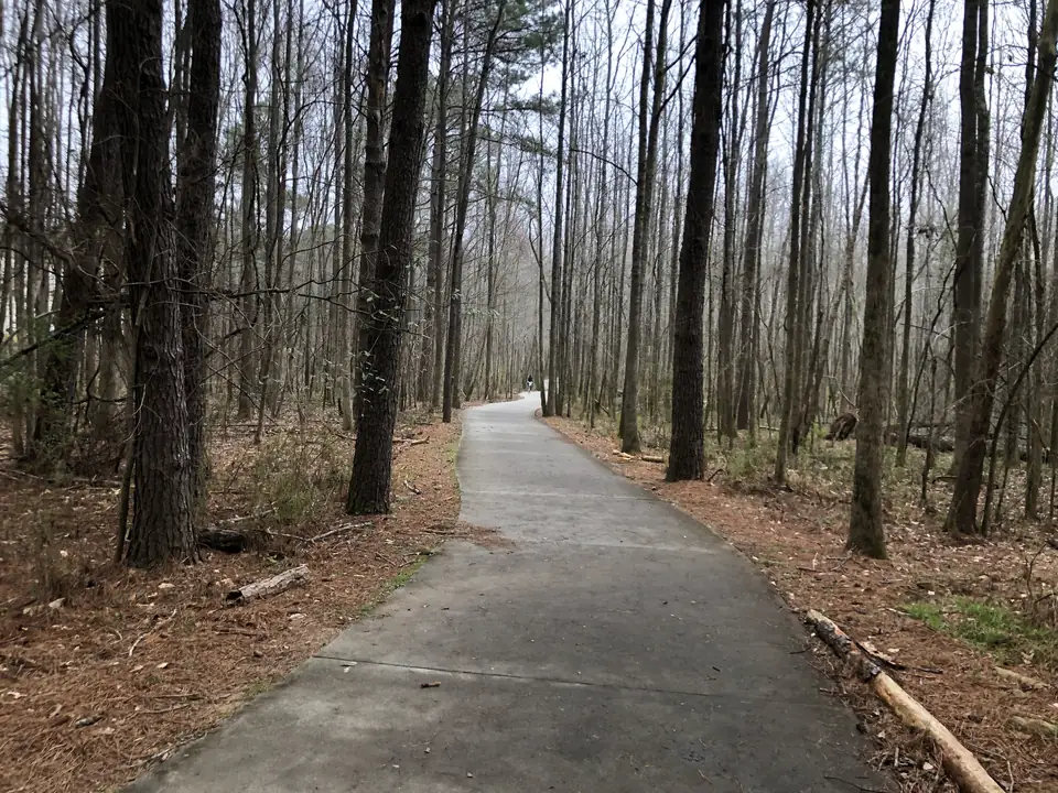 A narrow concrete path curves away through a forest of tall pine and leafless hardwood trunks, pine straw and a fallen log along its edges; a single small figure far down the path; gray sky.