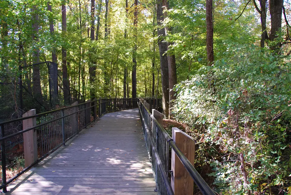 A wide wooden boardwalk with black metal railings and wood posts curves gently ahead under tall trees with green and yellowing leaves; a chain-link fence among the trees at left; leafy shrubs at right in bright sun.